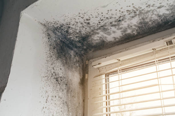 Affordable Mold Remediation solutions in Allenwood, PA